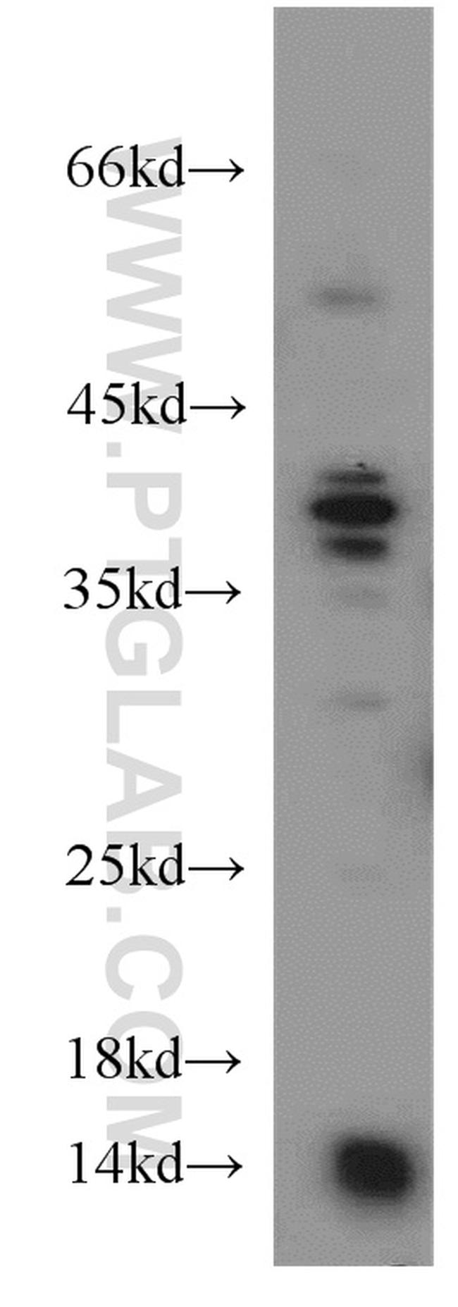 PIN4 Antibody in Western Blot (WB)