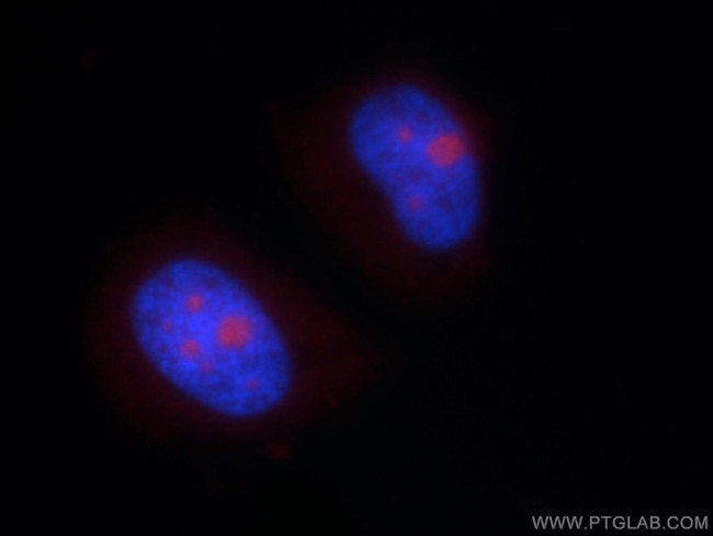 NHP2L1 Antibody in Immunocytochemistry (ICC/IF)