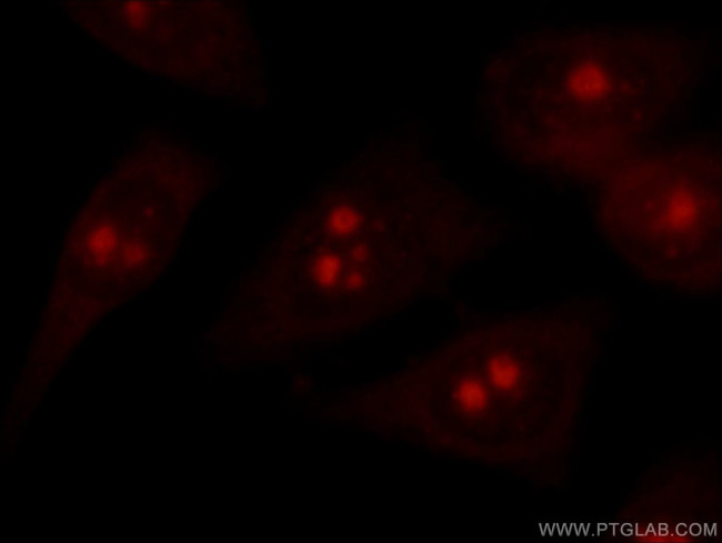 NHP2L1 Antibody in Immunocytochemistry (ICC/IF)