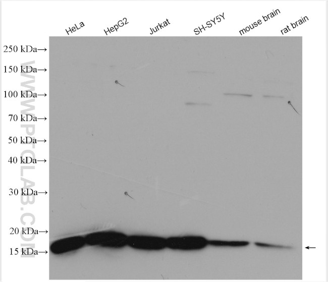 NHP2L1 Antibody in Western Blot (WB)