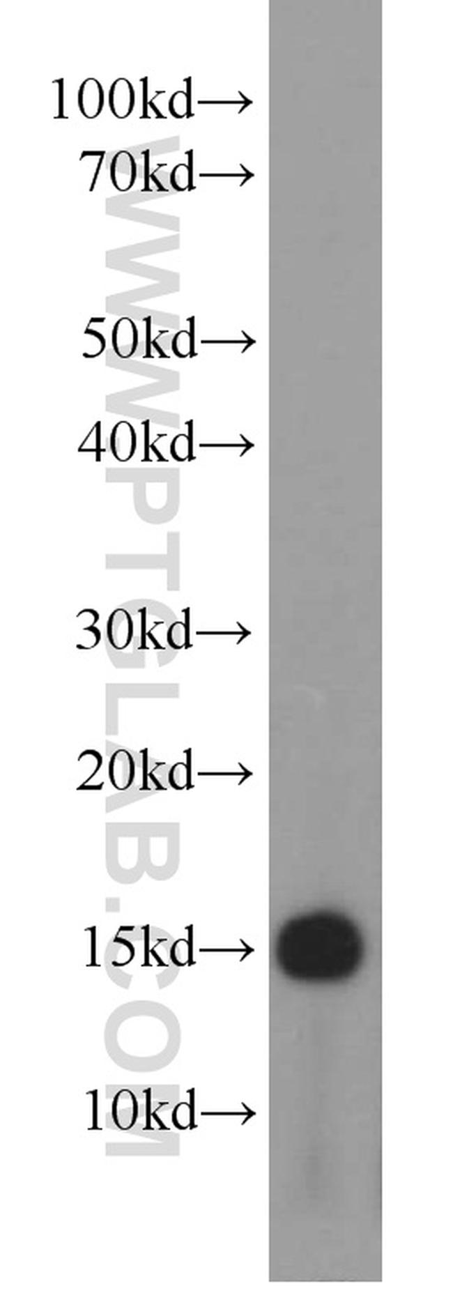 NHP2L1 Antibody in Western Blot (WB)