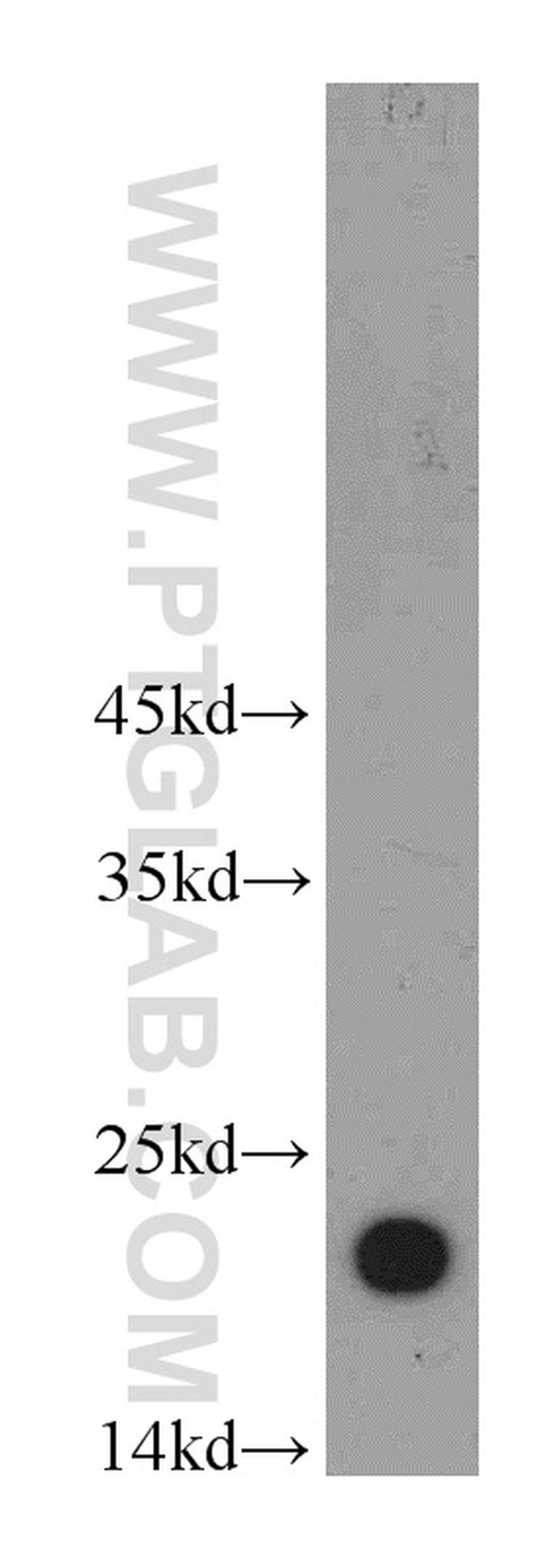 Alpha B Crystallin Antibody in Western Blot (WB)