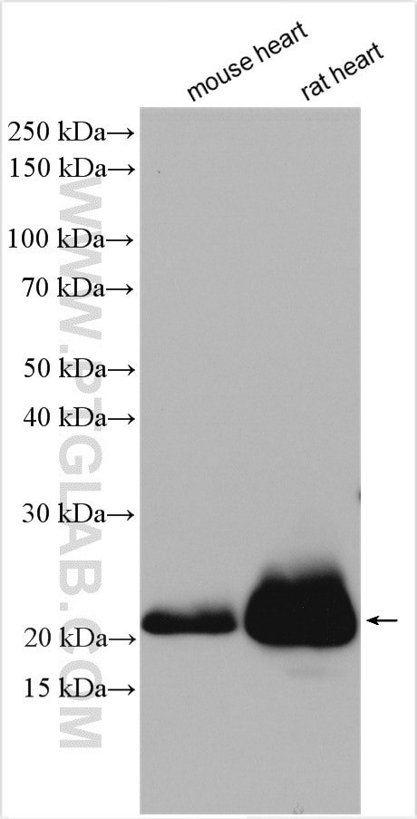 Alpha B Crystallin Antibody in Western Blot (WB)