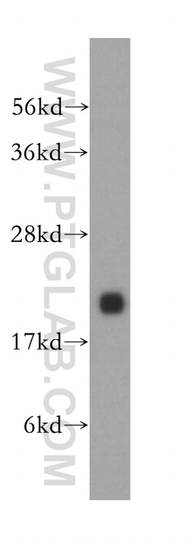 Alpha B Crystallin Antibody in Western Blot (WB)