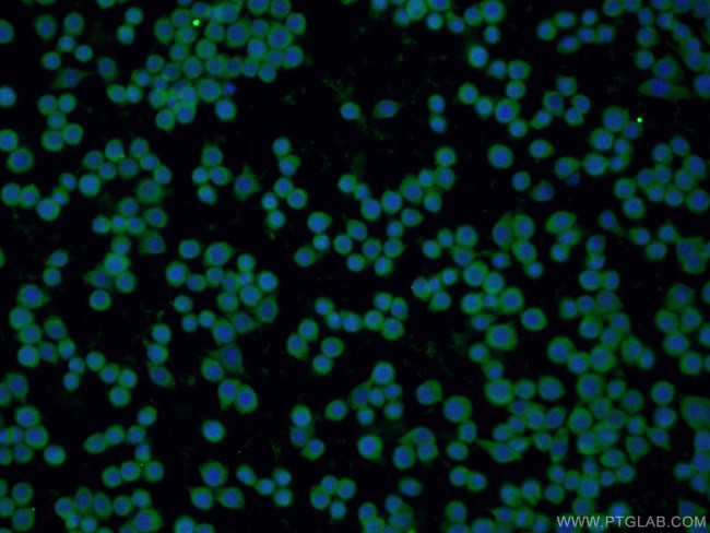 PRDX1 Antibody in Immunocytochemistry (ICC/IF)