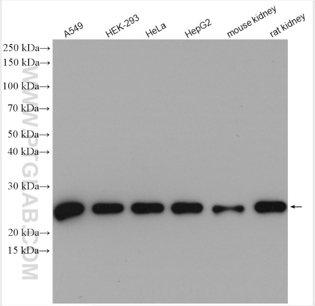 PRDX1 Antibody in Western Blot (WB)