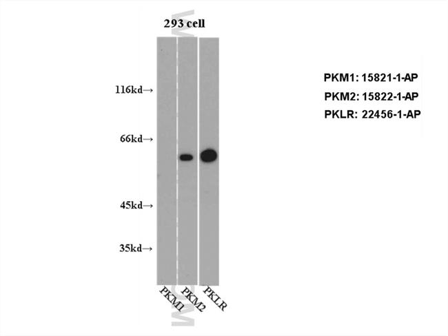 PKM1 Antibody in Western Blot (WB)