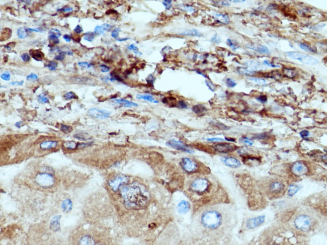 Fibrinogen gamma chain Antibody in Immunohistochemistry (Paraffin) (IHC (P))