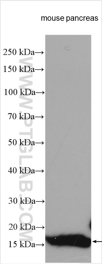 PLA2G1B Antibody in Western Blot (WB)