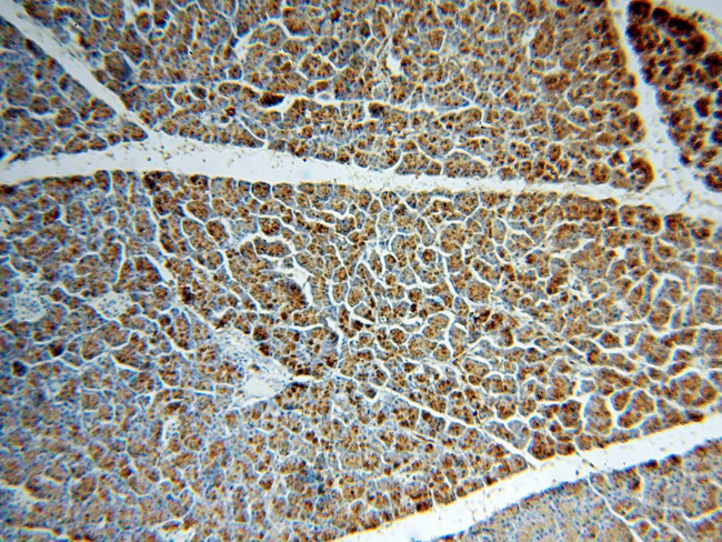 Amylase alpha Antibody in Immunohistochemistry (Paraffin) (IHC (P))