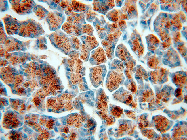 Amylase alpha Antibody in Immunohistochemistry (Paraffin) (IHC (P))