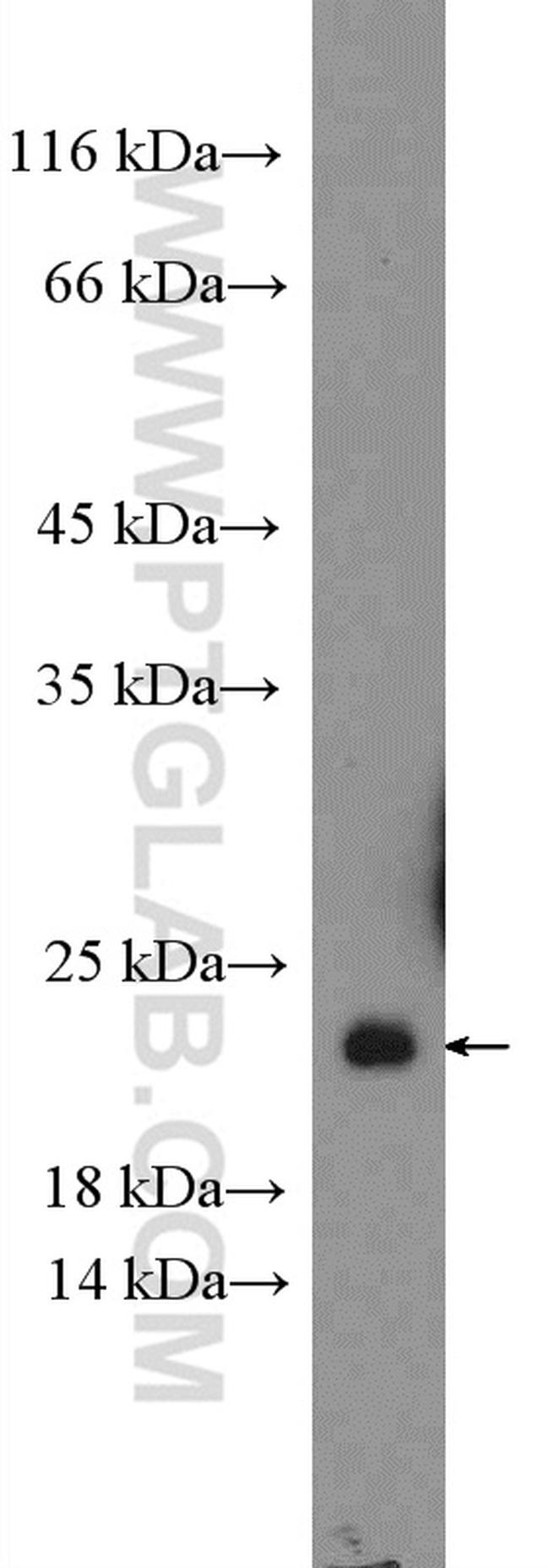 NDUFS4 Antibody in Western Blot (WB)