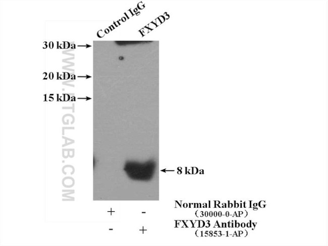 FXYD3 Antibody in Immunoprecipitation (IP)