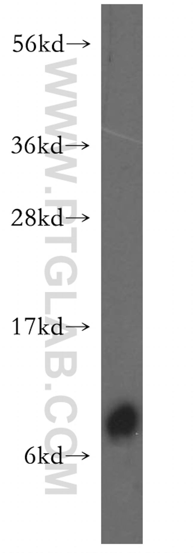 FXYD3 Antibody in Western Blot (WB)