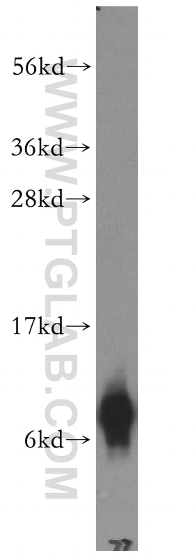 FXYD3 Antibody in Western Blot (WB)