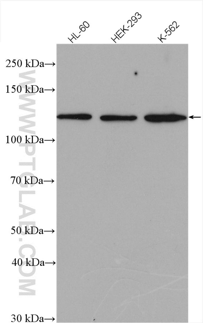 SF3A1 Antibody in Western Blot (WB)