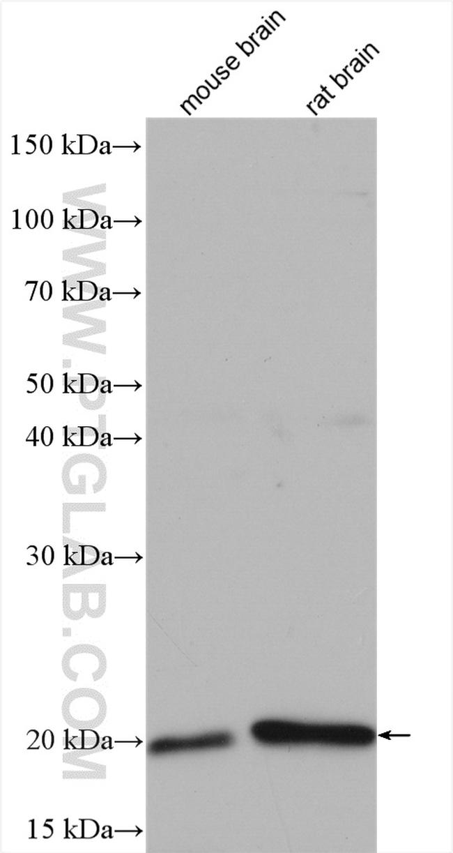 Centrin 2 Antibody in Western Blot (WB)