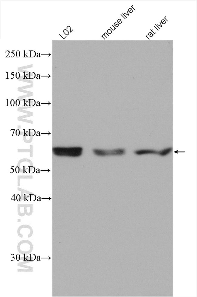 PPP2R1A Antibody in Western Blot (WB)