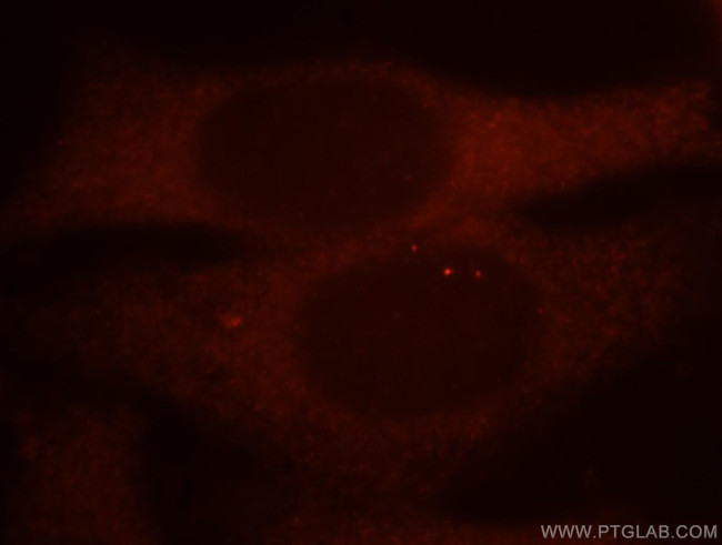 MDH1 Antibody in Immunocytochemistry (ICC/IF)