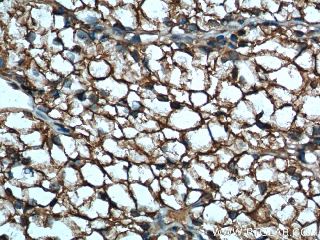 MDH1 Antibody in Immunohistochemistry (Paraffin) (IHC (P))