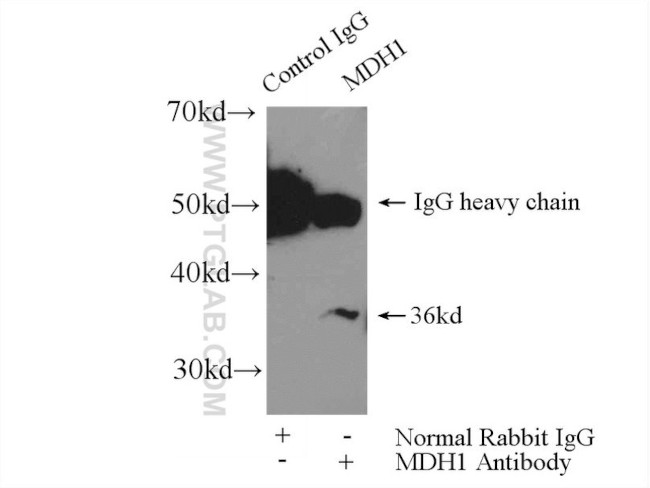 MDH1 Antibody in Immunoprecipitation (IP)