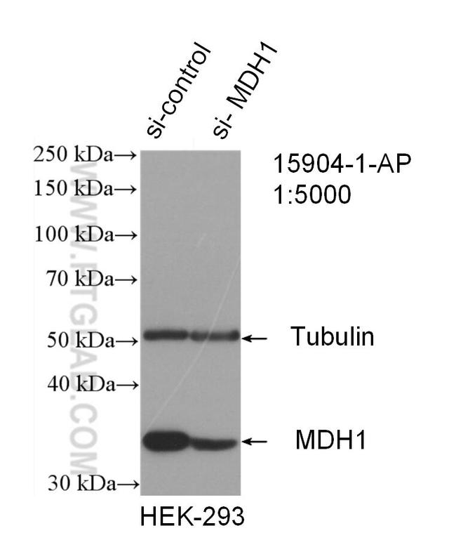 MDH1 Antibody in Western Blot (WB)