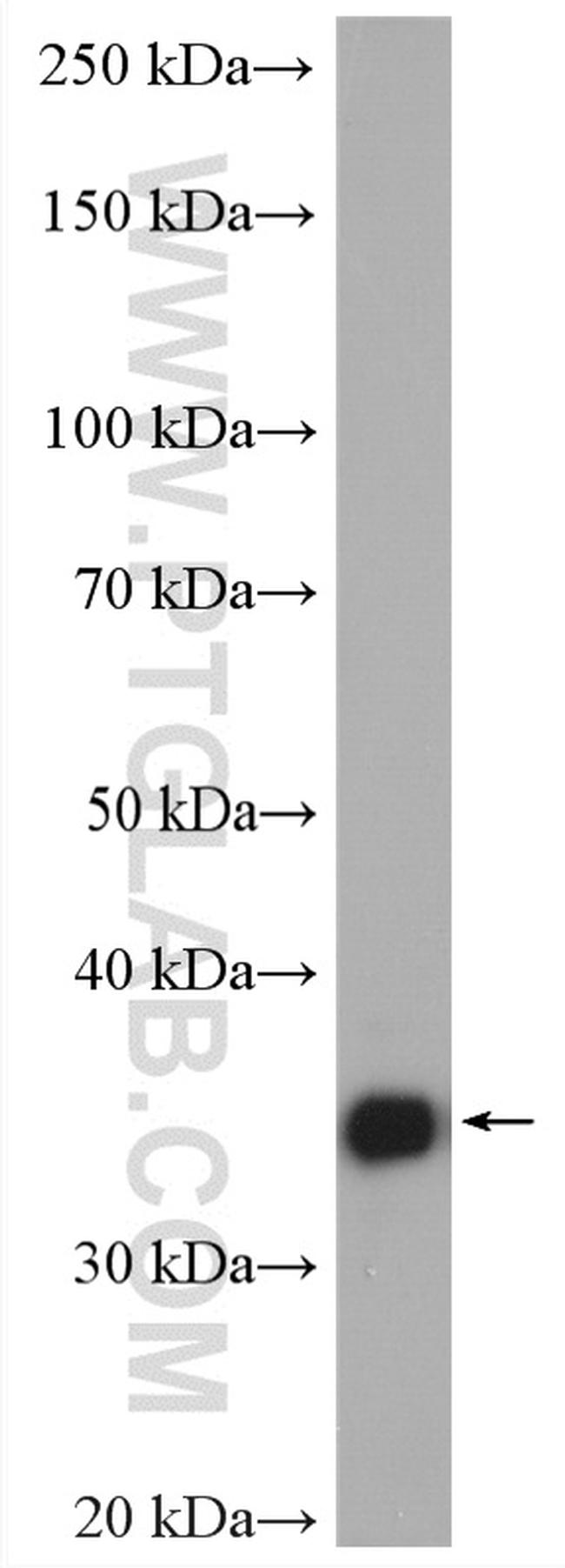 MDH1 Antibody in Western Blot (WB)