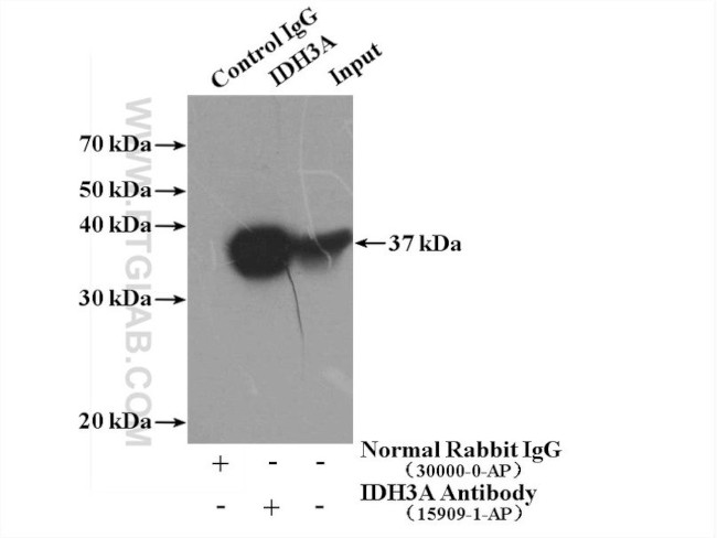 IDH3A Antibody in Immunoprecipitation (IP)