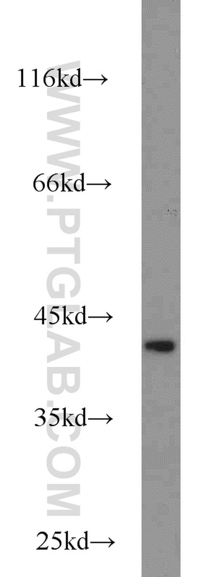 IDH3A Antibody in Western Blot (WB)