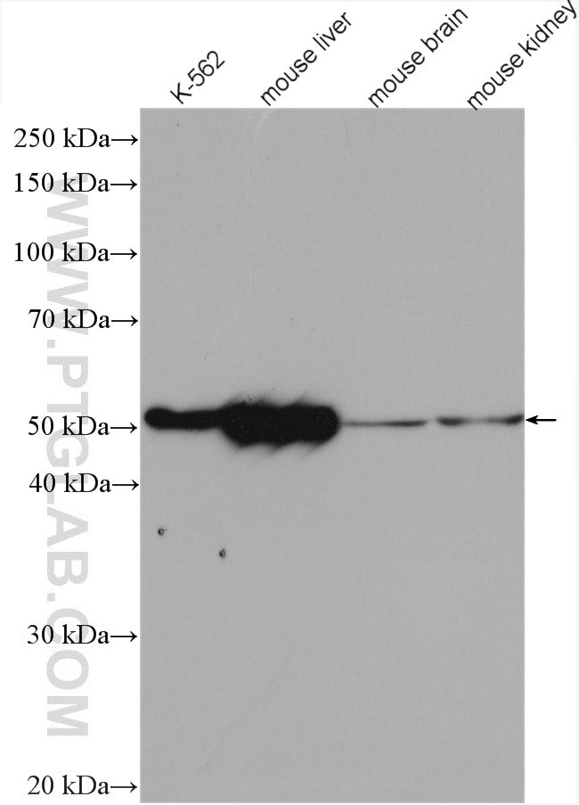 ALDH1A1 Antibody in Western Blot (WB)