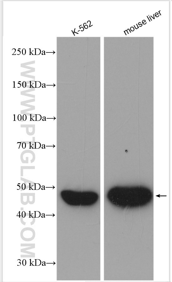 ALDH1A1 Antibody in Western Blot (WB)