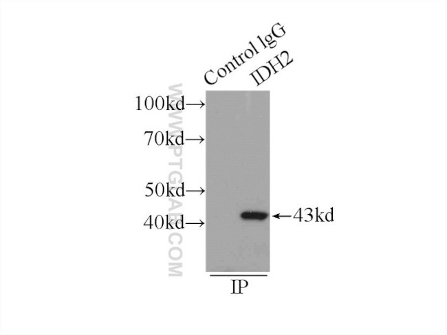 IDH2 Antibody in Immunoprecipitation (IP)