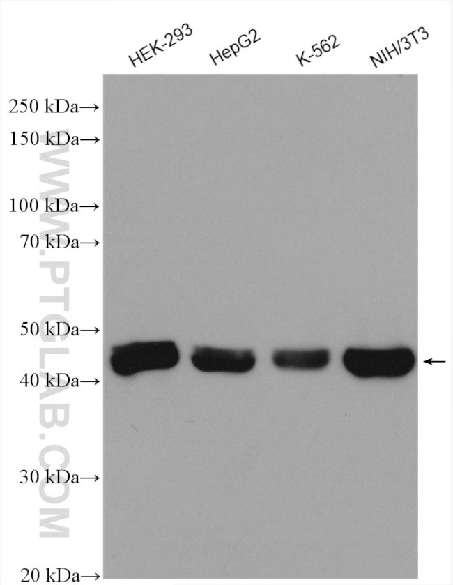 IDH2 Antibody in Western Blot (WB)