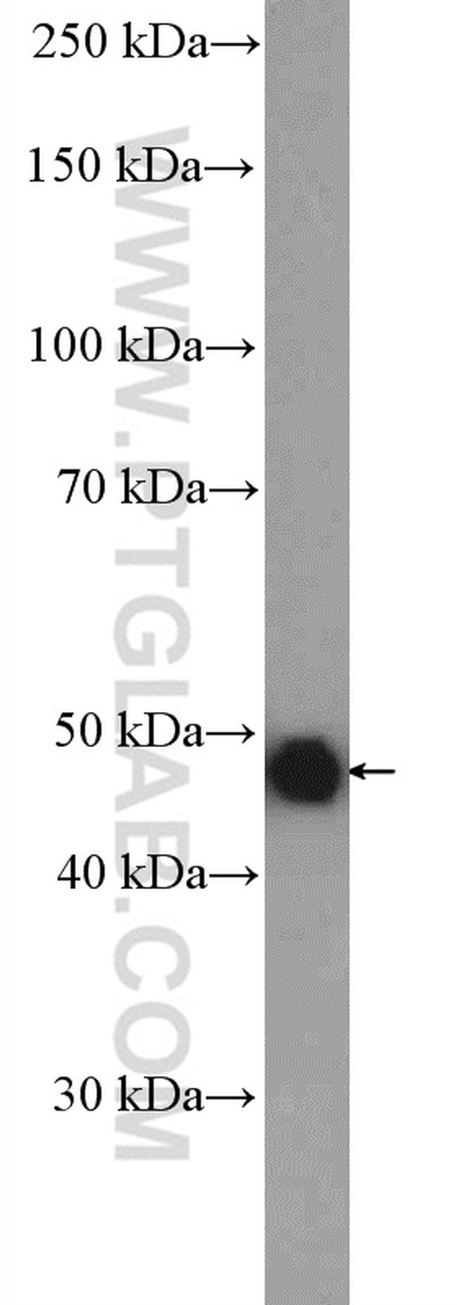 IDH2 Antibody in Western Blot (WB)