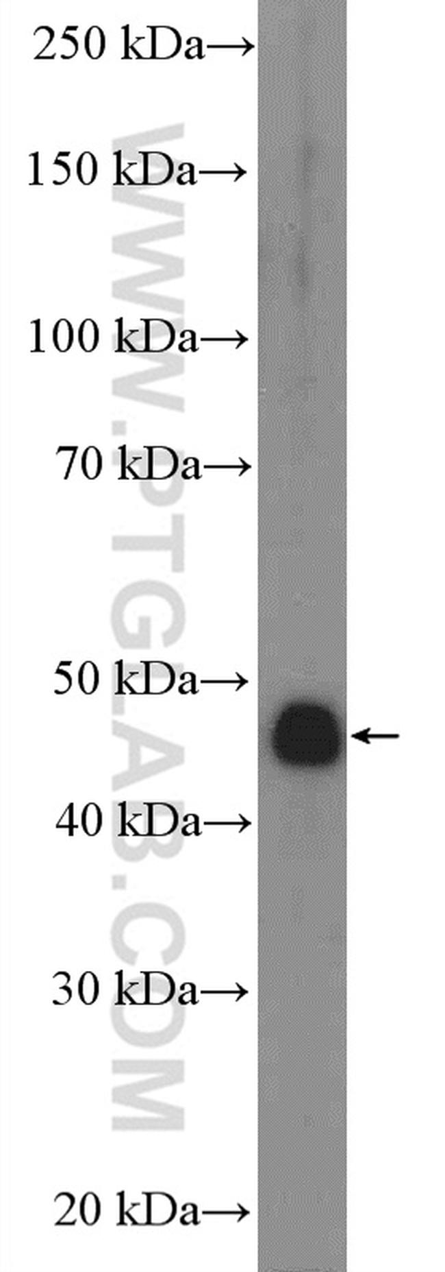 IDH2 Antibody in Western Blot (WB)