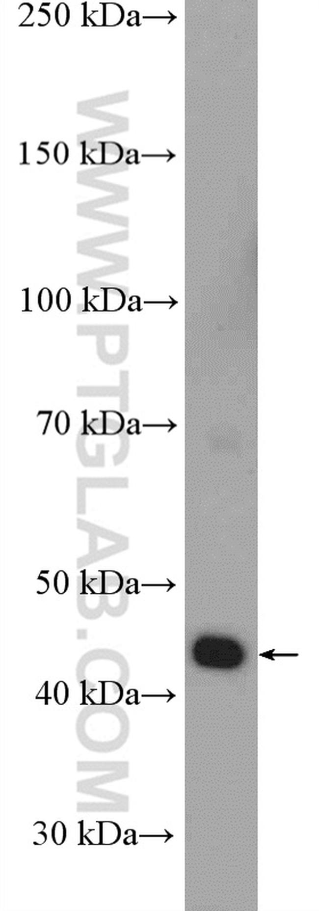 IDH2 Antibody in Western Blot (WB)