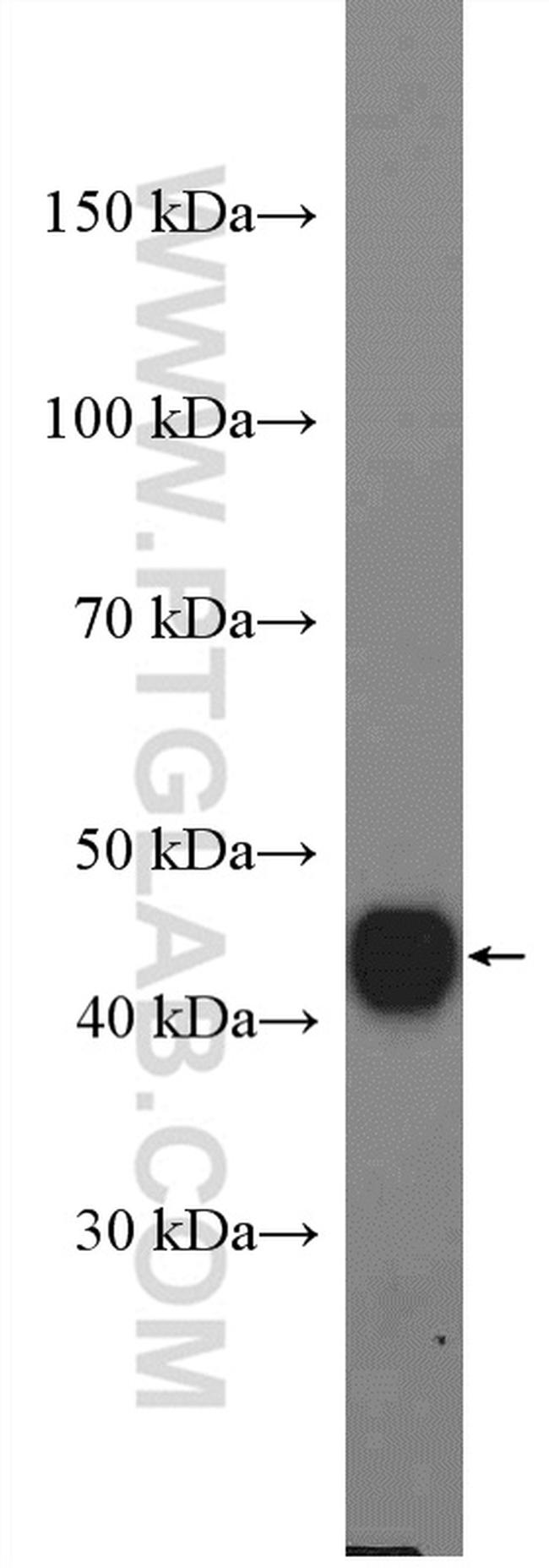 IDH2 Antibody in Western Blot (WB)