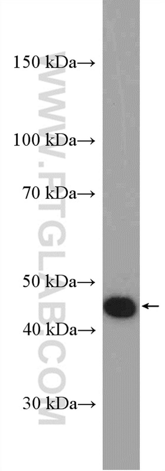 IDH2 Antibody in Western Blot (WB)