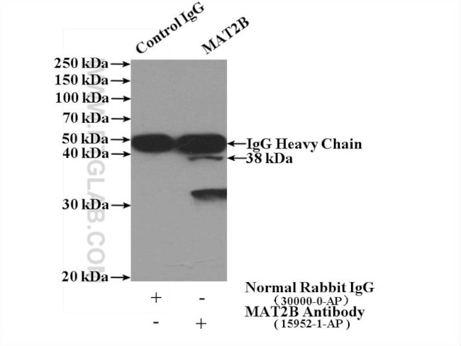 MAT2B Antibody in Immunoprecipitation (IP)