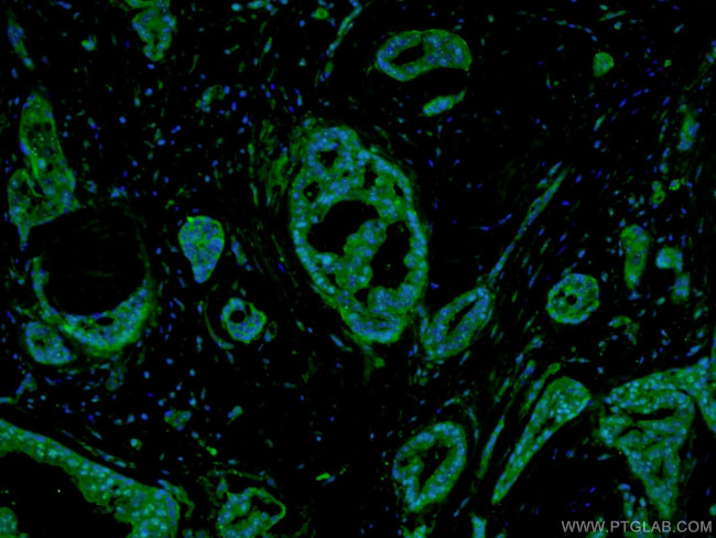 Glucagon Antibody in Immunohistochemistry (PFA fixed) (IHC (PFA))