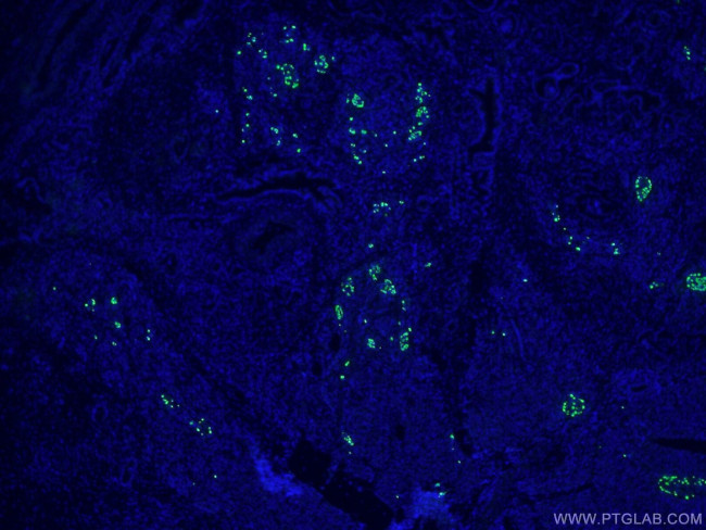 Glucagon Antibody in Immunohistochemistry (PFA fixed) (IHC (PFA))