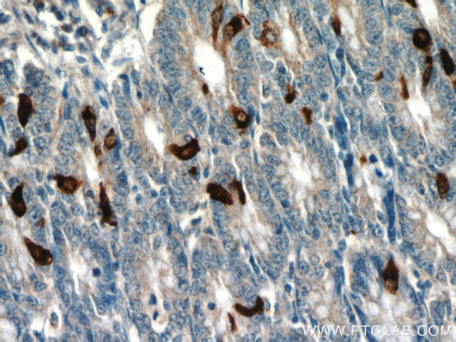 Glucagon Antibody in Immunohistochemistry (Paraffin) (IHC (P))