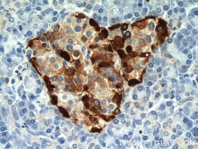 Glucagon Antibody in Immunohistochemistry (Paraffin) (IHC (P))