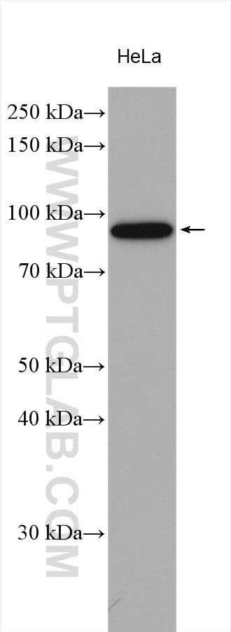 PLK2 Antibody in Western Blot (WB)