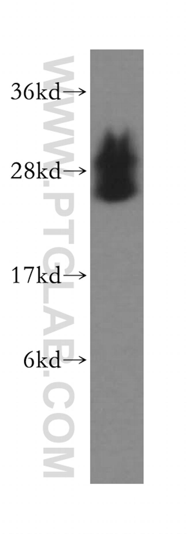 BNIP1 Antibody in Western Blot (WB)