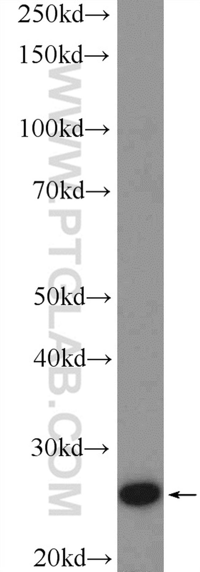 BNIP1 Antibody in Western Blot (WB)