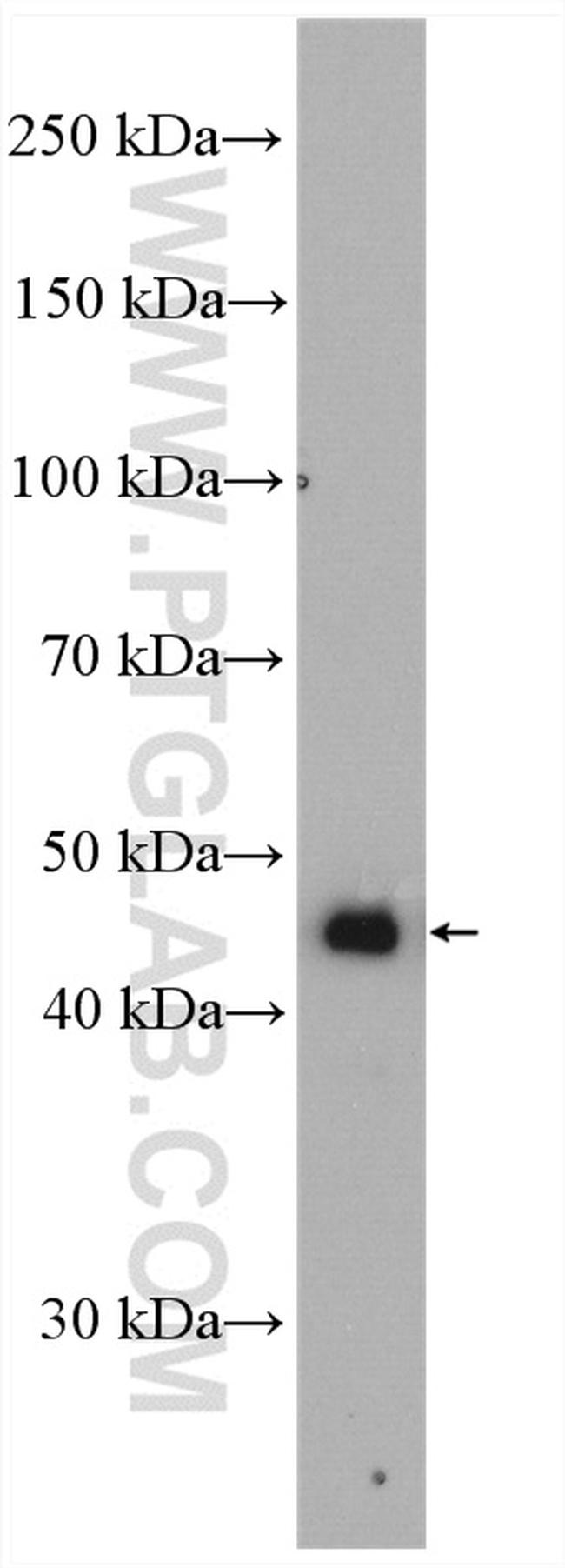 BHMT Antibody in Western Blot (WB)