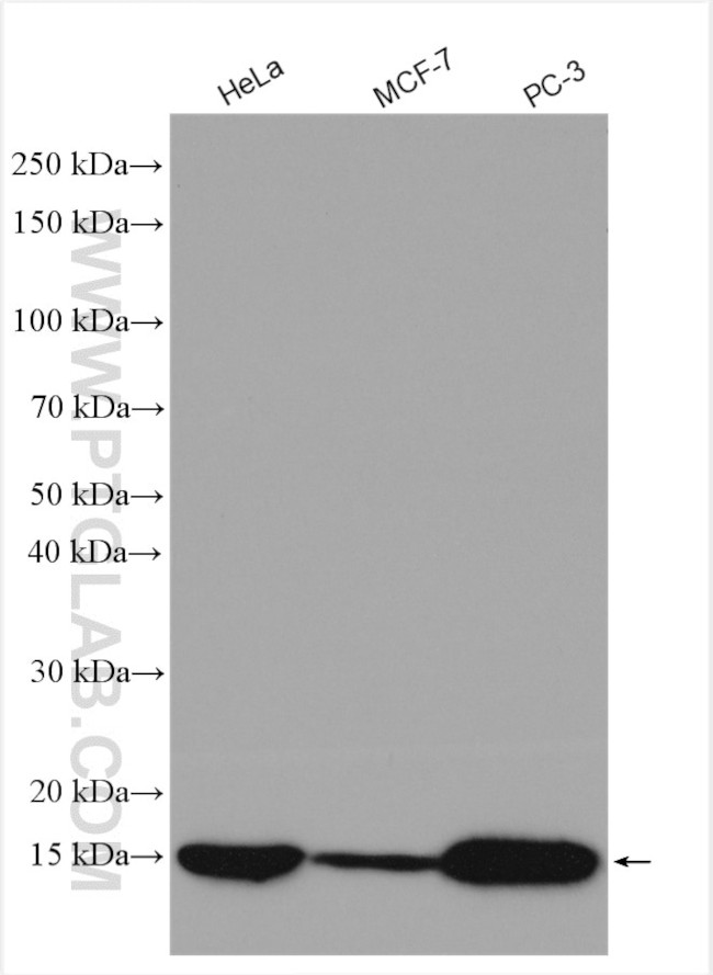 ISG15 Antibody in Western Blot (WB)