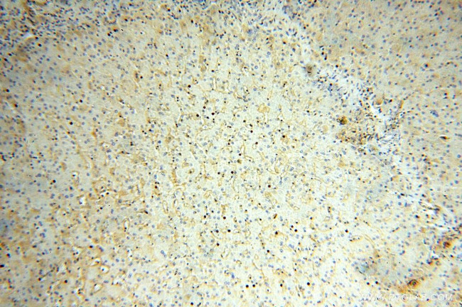 KCNJ15 Antibody in Immunohistochemistry (Paraffin) (IHC (P))