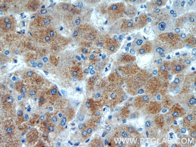 BAAT Antibody in Immunohistochemistry (Paraffin) (IHC (P))